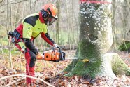 Mensch in Persönlicher Schutzausrüstung und Motorsäge tätigt den Fällschnitt bei der Fällung einer Buche.