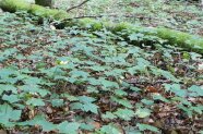 Waldboden bedeckt mit Ahorn-Verjüngung.
