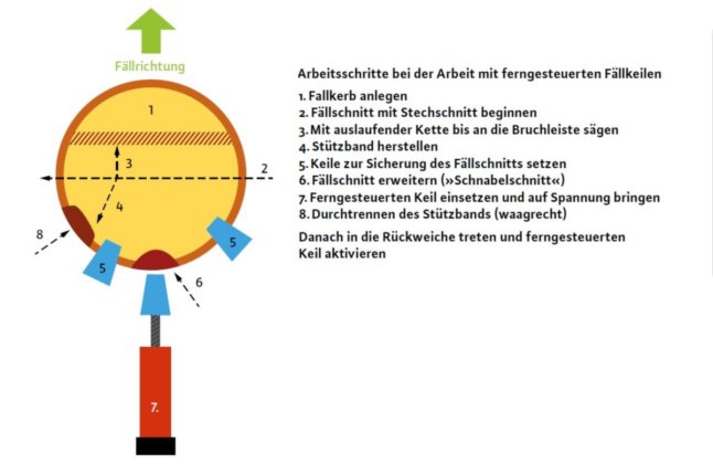 Grafik die eine Baumfällung beschreibt