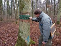 Mann in Arbeitskleidung steht neben einem markierten Baum im Wald und berührt Insekten an der Rinde