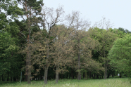 Kahlgefressene Eiche am Rand eines Waldes