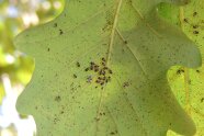 Unterseite eines Eichenblatts mit vielen kleinen schwarzen Eiern und Insekten