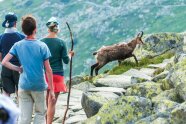 Wanderer Begegnen einem Gamsrudel in den Bergen