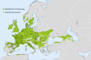 Grafische Darstellung der natürlichen Verbreitungsgebiet der Vogelkirsche in Europa.