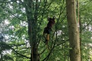 Ein Mann klettert in einer Baumkrone mit Klettertechnik gesichert