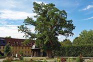Ausladende Robinie in Schlosspark