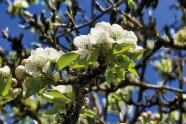 Ein Zweig mit hellgrünen Blättern und weißen Blüten.