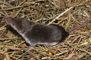 Eine Maus mit spitzem Gesicht im Heu