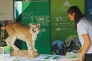 Eine Mitarbeiterin des ZWFH legt Werbematerial auf einen Tisch am Messe-Stand neben einen ausgestopften Luchs.