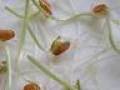 Saatg Substrate Bild 1
