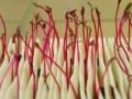 Saatg Substrate Bild 4