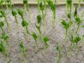 Substrate Bild 6