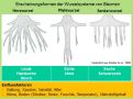 Biosys Wurzelentw Fll-baumsubstr 39