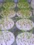 Saatg Substrate Bild 2