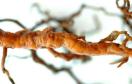 Biosys Fll-substrat Wurzelmorphologie