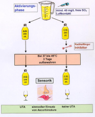 Schema zur Verwendung von Ascorbinsäure mit und ohne UTA