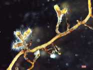 Ekto-Mykorrhiza an Buche (Fagus sylvatica)