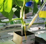 Inokulation der Gurkenpflanzen mit  <i>Pythium ultimum</i>
