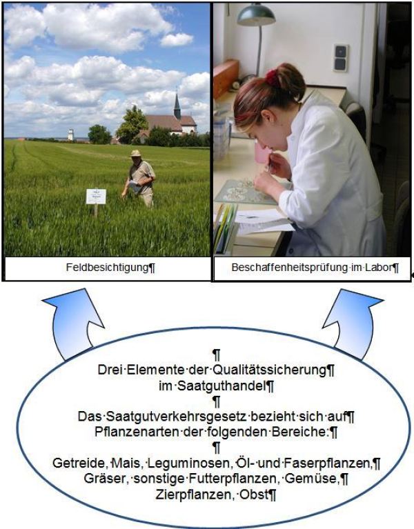 Ablauf der Saatgutuntersuchung