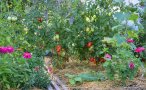 Ein Gemüsebeet mit grünen und roten Tomaten und lila blühenden Zinnien. In der Mitte ein Lattenrost aus Holz als Laufweg. Der Boden ist mit Stroh gemulcht.