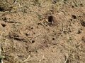 Offene Bodenfläche mit Nesteingängen von solitär lebenden Sandbienen.