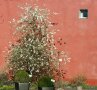 Locker aufrecht wachsendes Gehölz mit weißer Blüte vor eienr roten Hauswand.