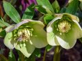 Zwei Blüten der Lenzrose, die an dicken Stängeln mit grünen Blättern sitzen. Die fünf äußeren Blütenblätter sind grünlich-gelb. Eine Biene besucht die in der Mitte sitzenden weißen röhrenähnlichen Nektarblätter.