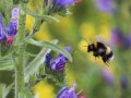 Hummel im Anflug auf einen violette Blüte des Natternkopf.