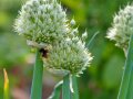 Drei hellgrüne Blütendolden von Zwiebeln. Eine Hummel sammelt Nektar an den unzähligen gelben Blütengriffeln.