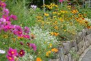 Eine Mauer fasst ein buntes Blumenbeet aus gelb- und orangefarbenen Blüten ein. Im Vordergrund blüht Cosmea in einem satten rot-violett.