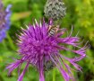 Eine weiß schwarz gestreifte Furchenbiene sitzt auf einer violett blühenden Scabiose, die eine kugelförmige Blüte besitzt.