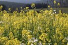 Blüten von Gelbsenf und Ölrettich