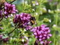 Eine Hummel sitzt auf einer kugeligen Scheinrispe mit unzähligen violett blühenden Blüten.