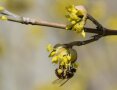 Eine Biene an der gelb blühenden Blüte einer Kornelkirsche.