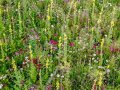 Eine bunte Wiese mit vielen blühenden Pflanzen in den Faben gelb, weiß, rosa bis dunkelrot.