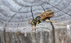 Eine Wespe knabbert am Holz und sammelt Nistmaterial.
