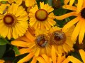 Drei Bienen auf den Blüten von Helenium. Sie blühen orange gelb. Ihre Blütenkörbchen sind ockerfarben mit einem dunkelbraunen Ring und strahlenförmigen Blütenblättern.