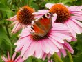 Mehrere rosa blühende Blüten des Sonnenhuts. Die Blütenblätter sitzen strahlenförmig um das braune Blütenkörbchen. Besucht werden die Blüten von einer Biene sowie einem Schmetterling (Tagpfauenauge.)