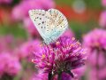Ein zartblauer Schmetterling mit braunen Tupfen (ein Bläuling) sitzt auf einer violett blühenden kugelförmigen Blüte.