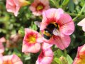 Eine Hummel steckt in der rosafarbenen, trichterförmigen Blüte des Zauberglöckchens.