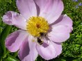 Zwei Hummeln auf einer rosafarbenen Blüte einer Pfingstrose. Ihre Blüten sind einfach gefüllt, sodass die gelben Staubgefäße leicht von Insekten besucht werden können.