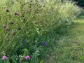 Ein kurzgeschorener Rasen gleich im Anschluss an eine hohe Wiese mit vielen blühenden Pflanzen.