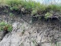 Ein Hang mit offenem Boden und vielen Nesteingängen von Sandbienen.