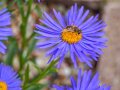 Eine violett blühende Aster. Um das gelbe Blütekörbchen sind viele schmale Blütenblätter strahlenförmig angeordnet. Besucht wird die Blüte von einer Fliege.