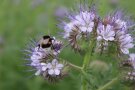 Eine Erdhummel sammelt auf einer lila Phaceliablüte.