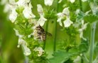 Eine Wollbiene an der weißen Blüte.