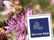 Eine Honigbiene auf einer lila Blüte, in der rechten unteren Ecke ein stilisiertes Handy mit dem Schriftzug Varroa-App und Wabenmuster