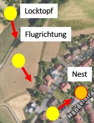 Dargestellt sind Punkte mit Richtungsangaben, welche die Flugrichtung der velutina angeben