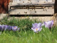 Ein Bienenvolk steht auf einer blühenden Wiese.