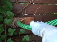 Nest der Asiatischen Hornisse wird entfernt.